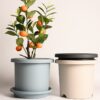 Flowers Pot Colorful Planting Pot Planters with Drainage Holes and Tray for Orchids, Gladiolus, Cacti, Cactus, Aloe, Strawberry
