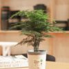 Self Watering Pots Window Box for Indoor Plants