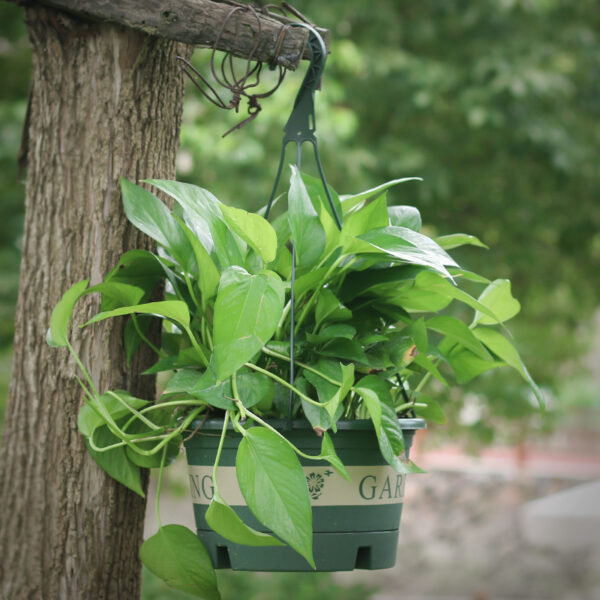 Chlorophytum Pot