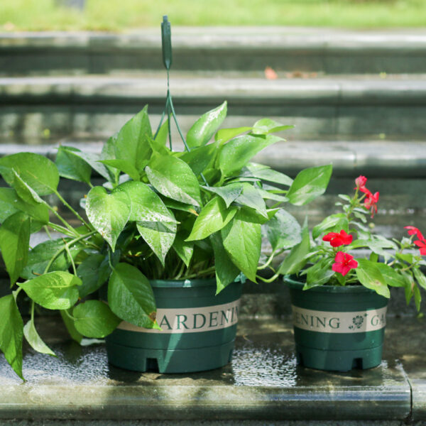 Chlorophytum Pot