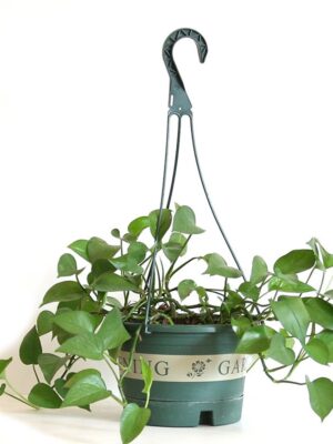 1 Hanging Planter