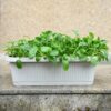 600 Vegetable Planter