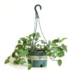 1 Hanging Planter