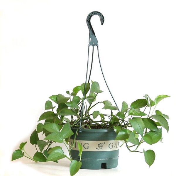 1 Hanging Planter