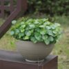 6 Stone-Look Planter