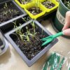 Seedling Lifter