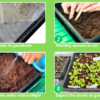 Sprouting Tray